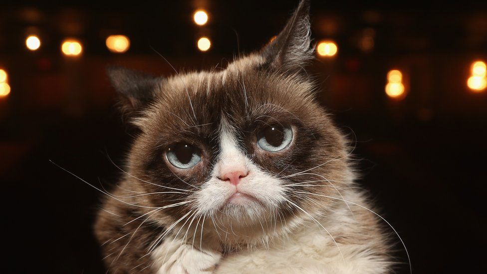 Grumpy Cat Internet Legend Dies - Bbc News