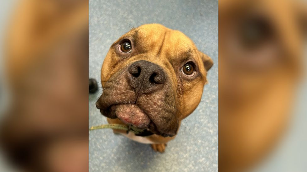 Abandoned Dog Saved Moments Before Being Put Down By Wirral Vet - Bbc News