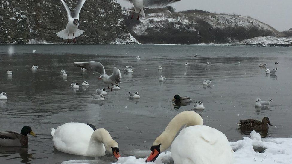Snow and swans at Rhoose Point Lagoon, Vale of Glamorgan