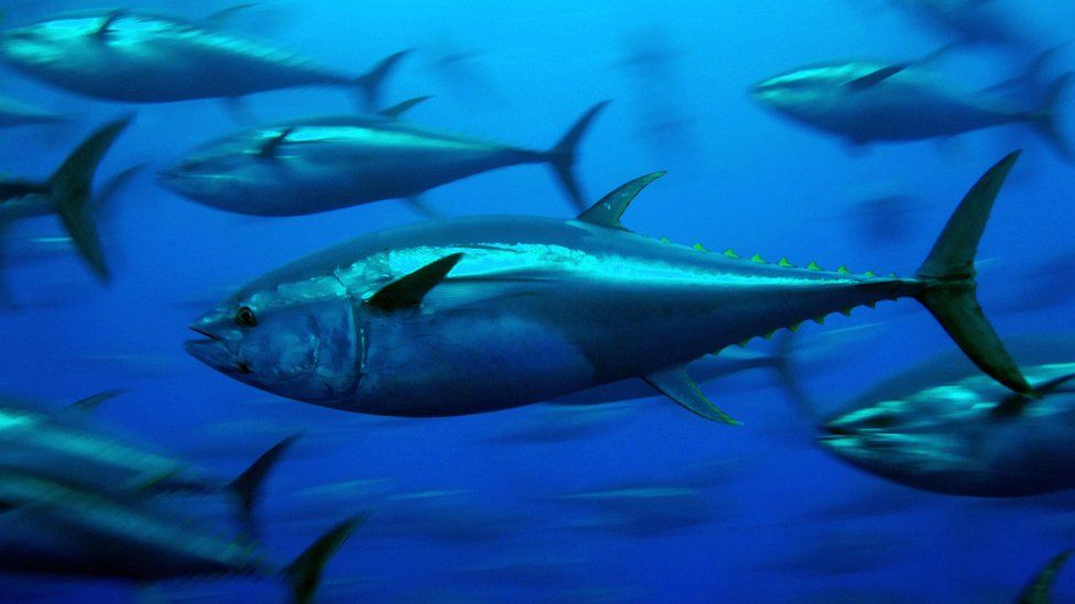Atlantic bluefin tuna swimming