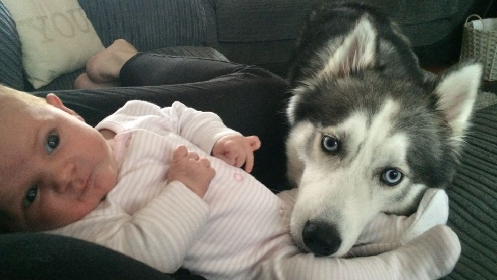 Redcar beach Council urged to bring in 'safe zones' after dog attack