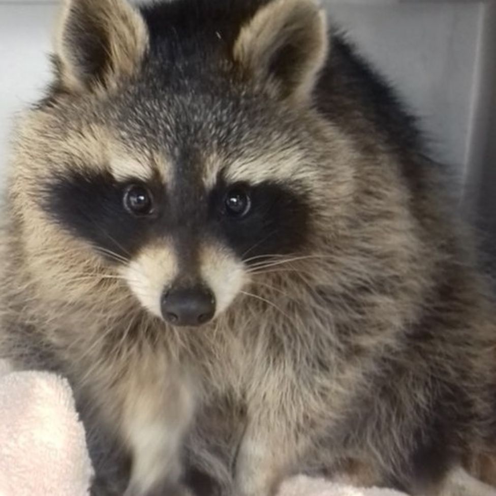 Scottish SPCA bid to rehome 'escaped' pet raccoon - BBC News