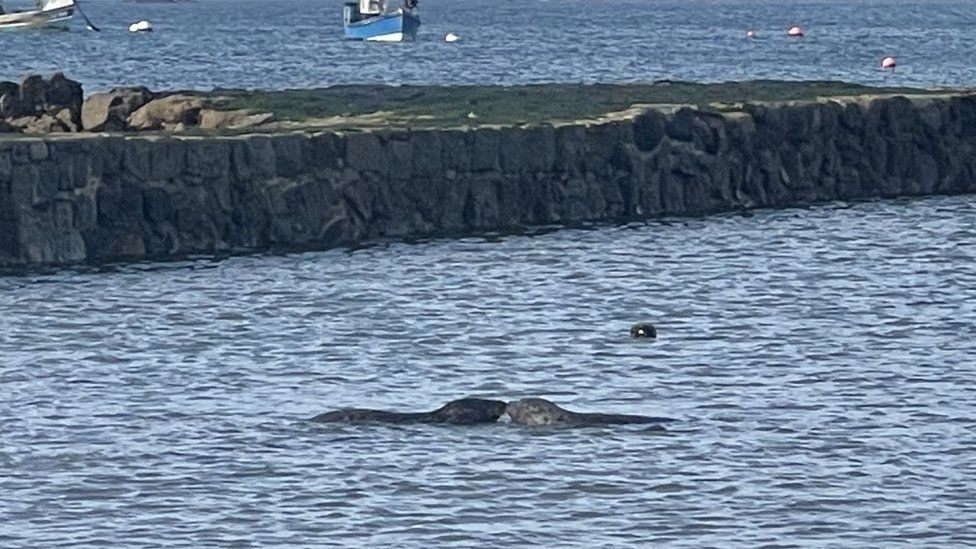 Human-loving seal that rejected wild arrives at Detroit Zoo