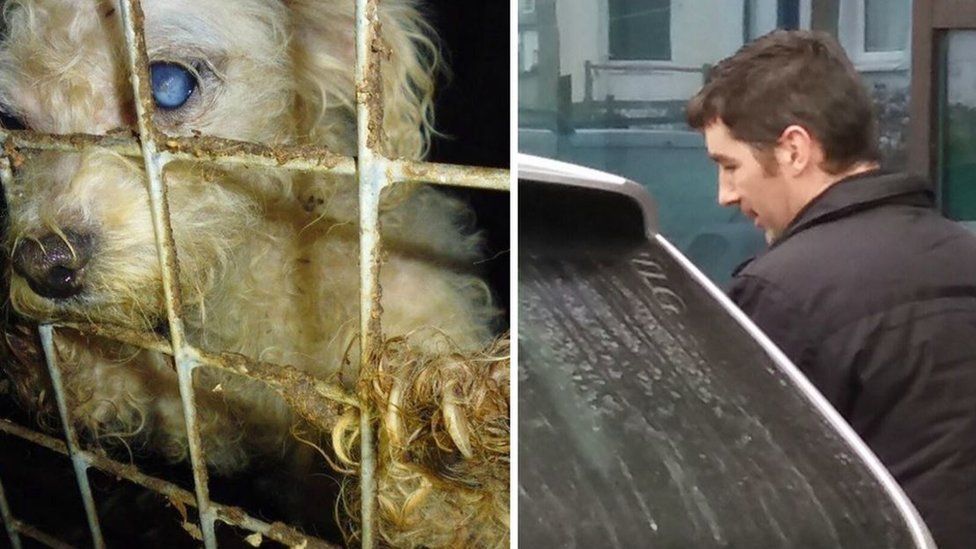 Law proposed to ban puppy breeding farms for Wales BBC News