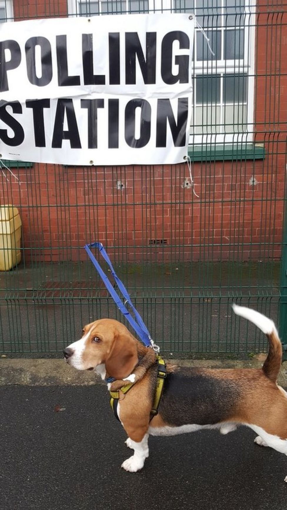 Dogs at polling stations: Pooches at the polls - BBC News