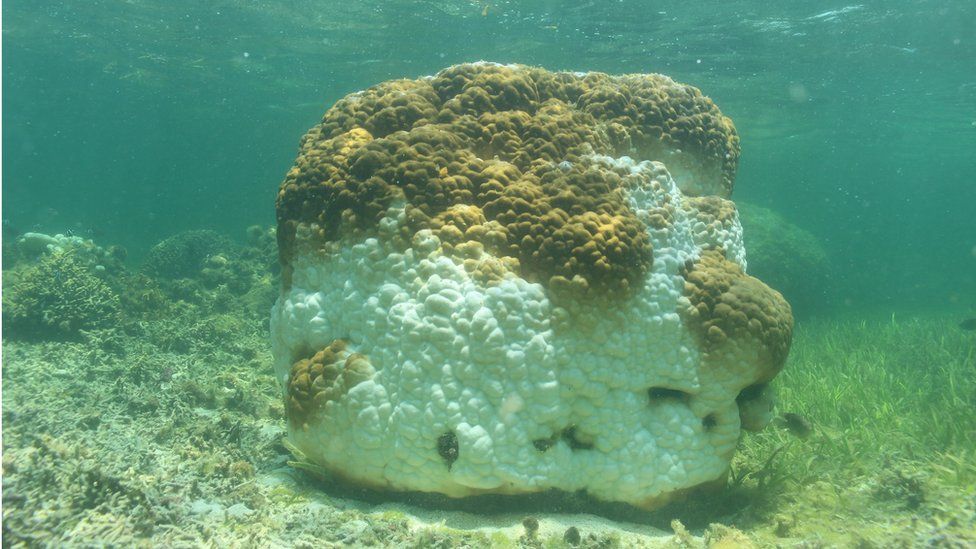 Coral bleaching at the Dongsha Atoll