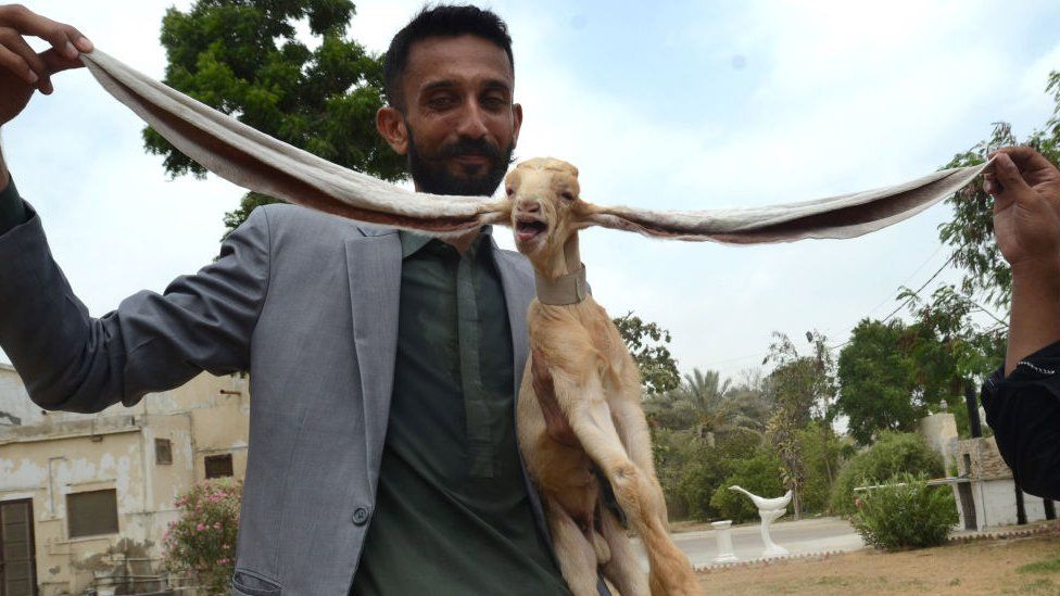 Image shows goat with long ears being held up