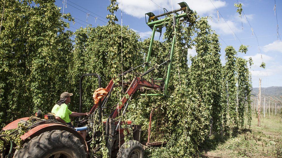 Harvesting hops in Australia