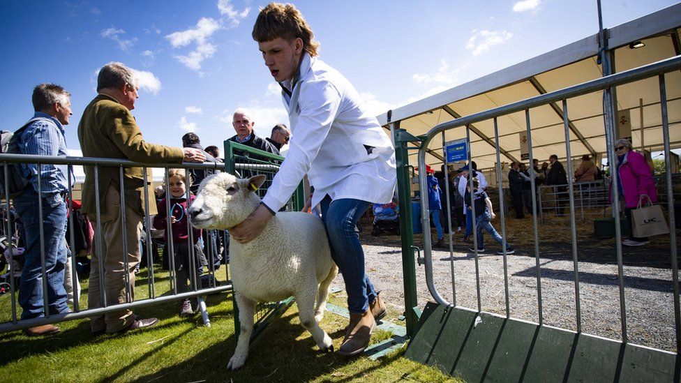 Livestock on Show at Day 1 of the Balmoral Show.