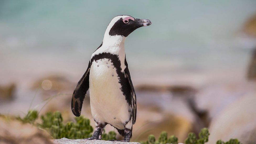 An African penguin on a beach in South Africa