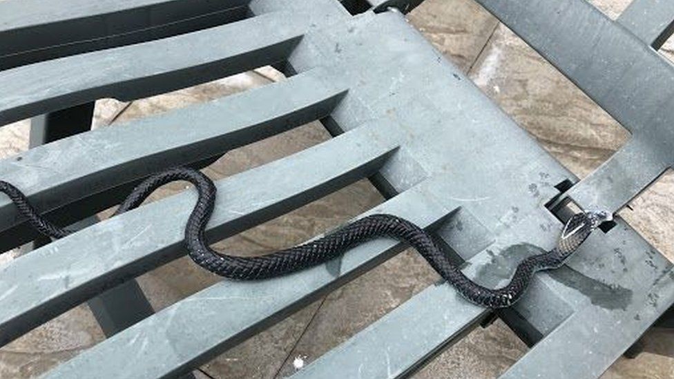 Snake on a chair