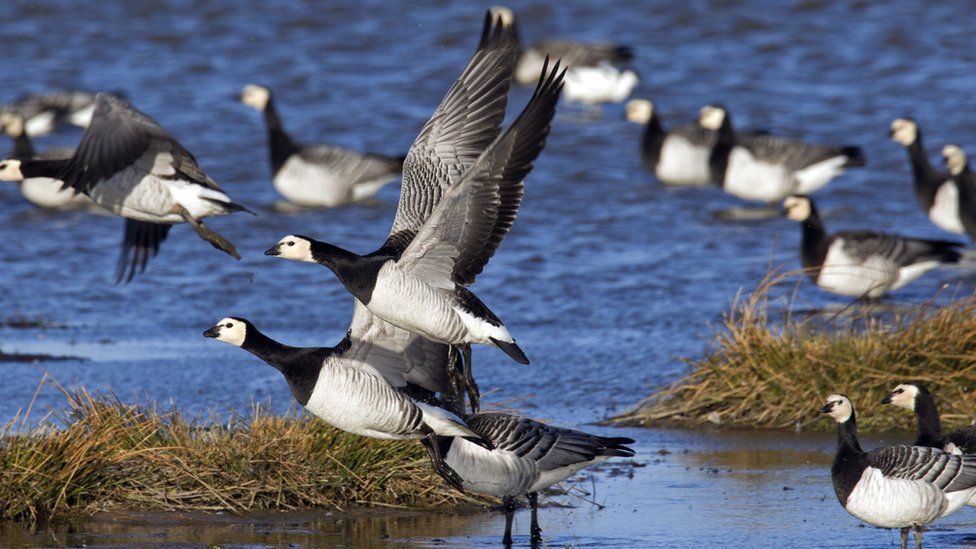 Geese near a lake