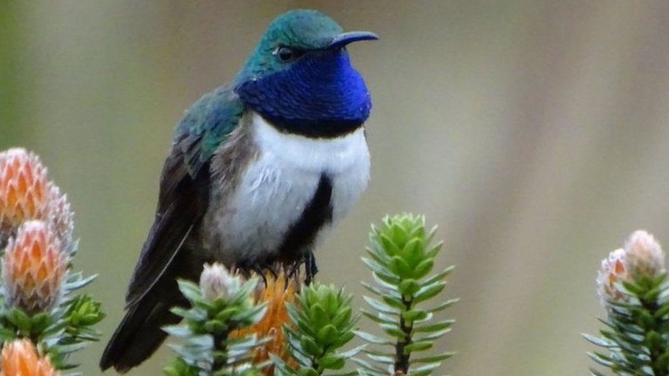 A male blue-throated hillstar hummingbird