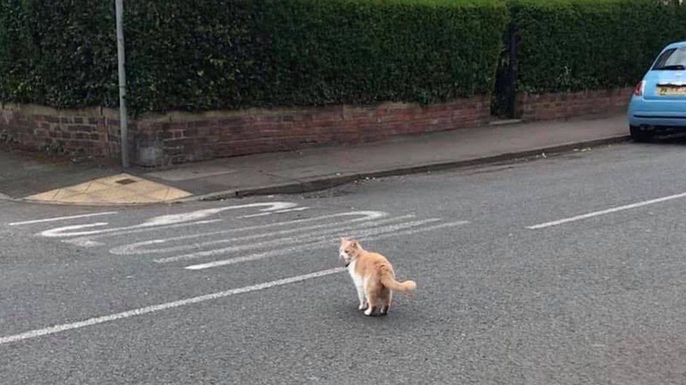 Wilbur the cat crossing the road in Ruddington