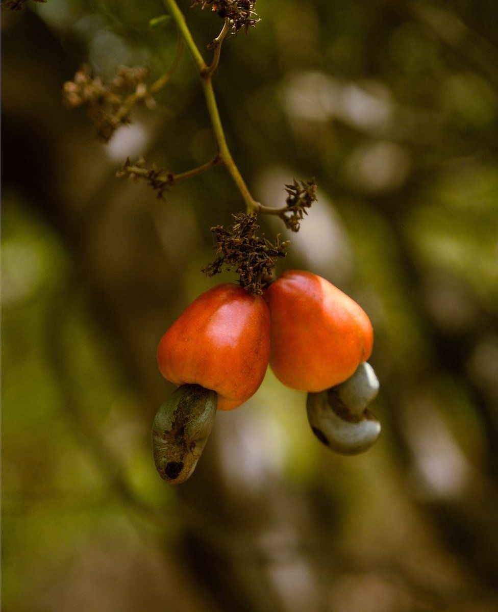 Cashews are Guinea Bissau's main export crop, and they accounted for more than half of the country's export revenue in 2019, according to Reuters. This year the government set the price of cashews at t 360 CFA francs ($0.65) per kg, which was a 28 precent decrease from last year.