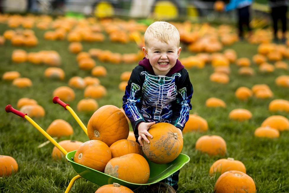 Two-year-old Leo Jackson dressed as a skeleton whilst pumpkin picking at Streamvale Open Farm in Belfast