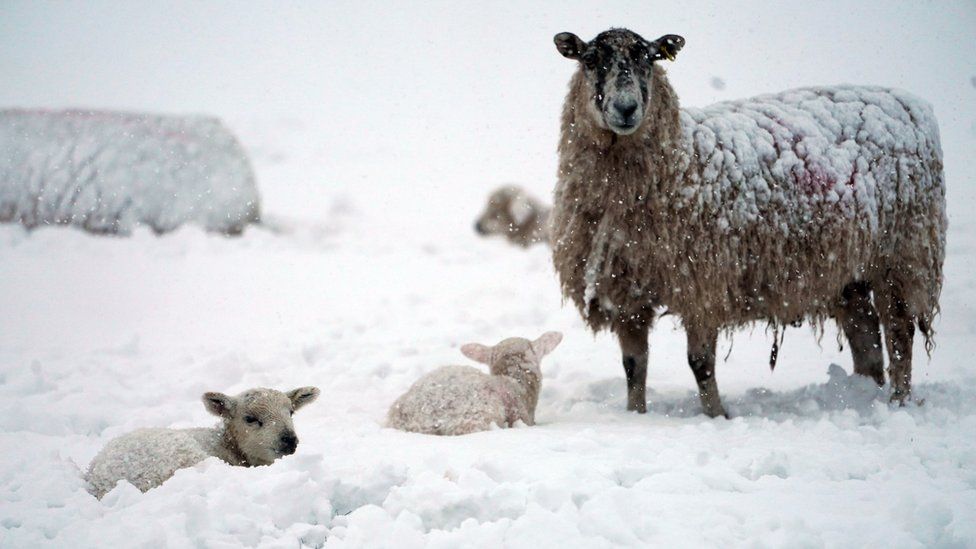 Sheep and newborn lambs in a snow covered field near Allendale, Northumberland