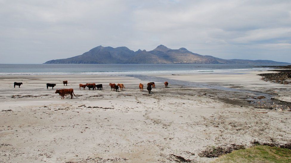 Cattle on a beach on Eigg