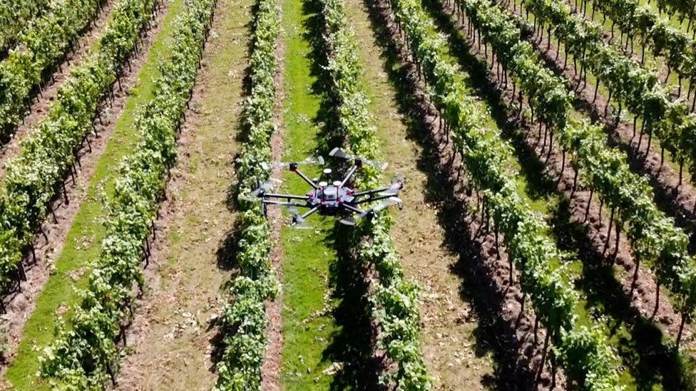 Drone over vineyard