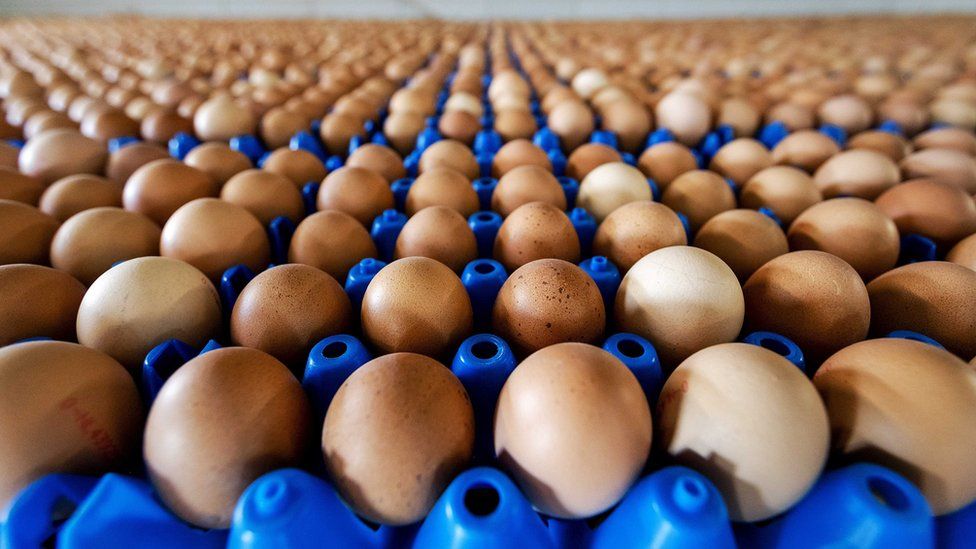 A view of eggs at a poultry farm in Putten, the Netherlands, 01 August 2017