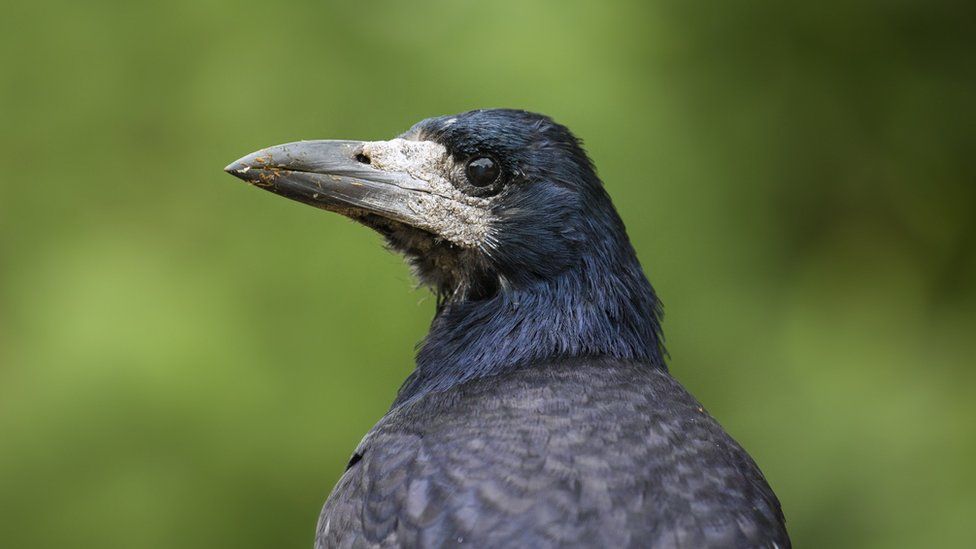 A rook crow