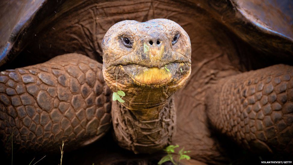 Tortoise on the galapagos