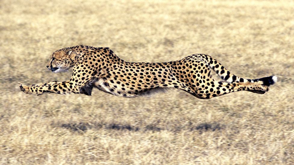 Сколько скорость гепарда. Скорость гепарда. Настоящий гепард. Сокол гепард скорость. Cheetah полуприцеп.