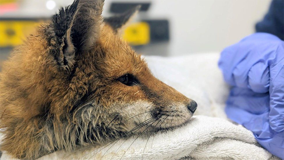 Fox at Oxfordshire Wildlife Rescue