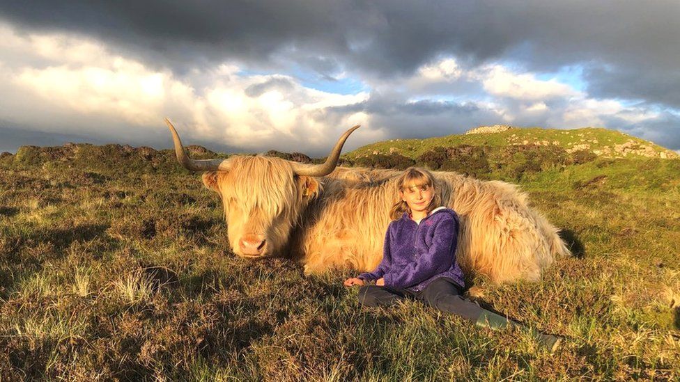 Highland cow and girl