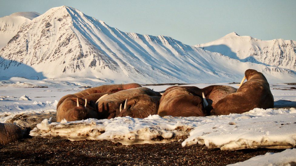 walrus in the arctic