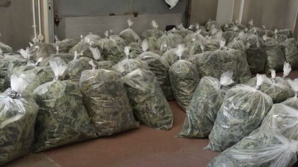 Police have bagged the marijuana as evidence