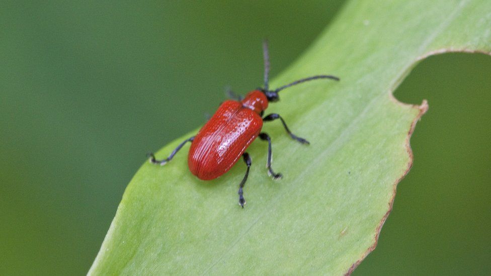 Lily beetle adult