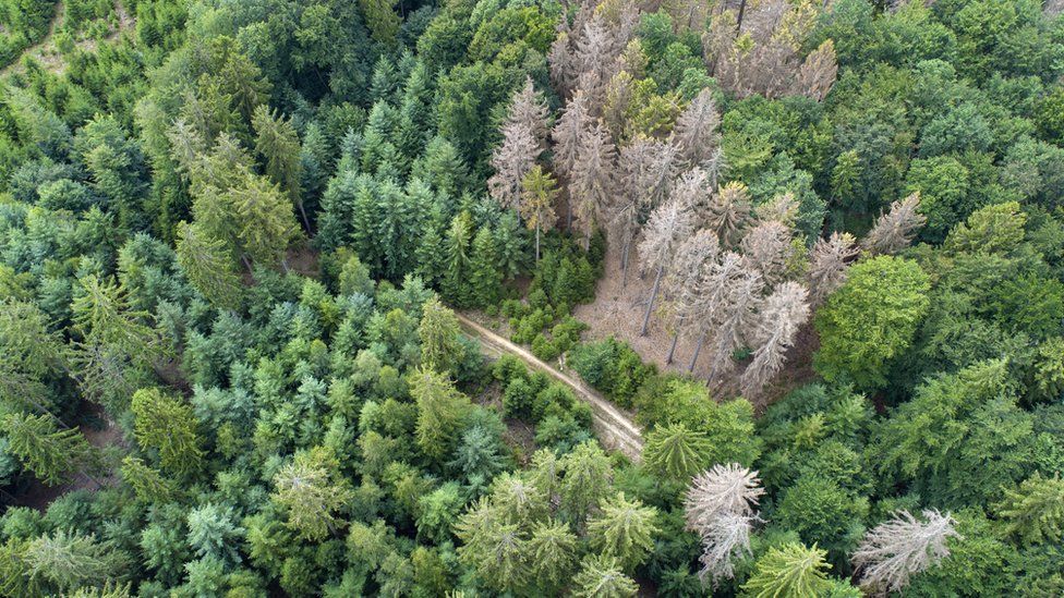 Zhdukja e pyjeve - Waldsterben, Gjermani