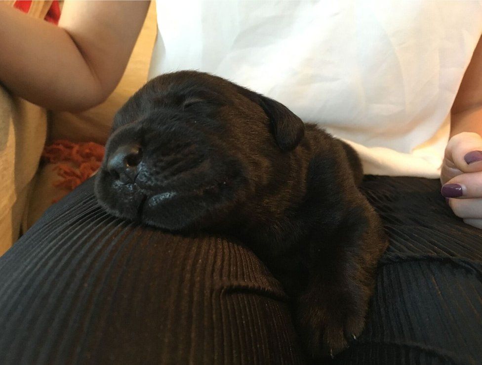 A black puppy asleep on a woman's lap