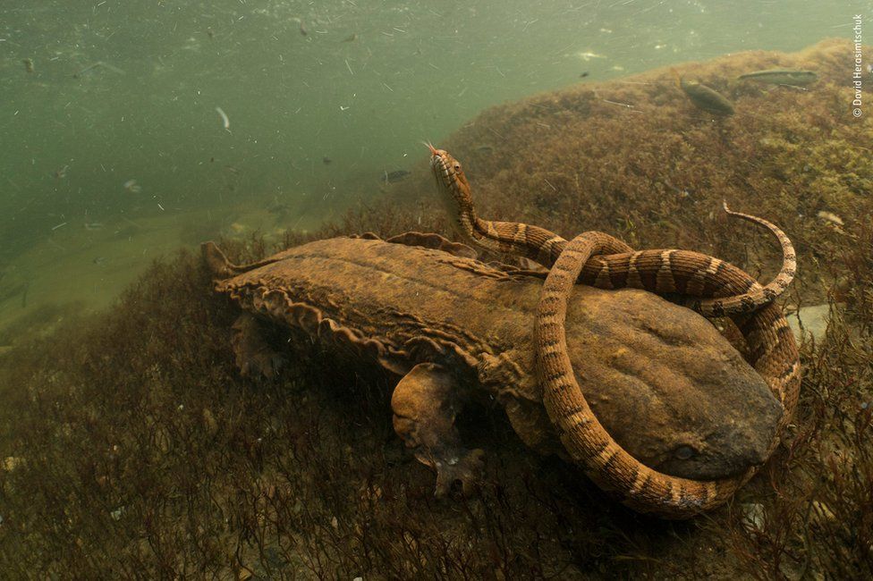 A Hellbender salamander wrestles with a northern water snake