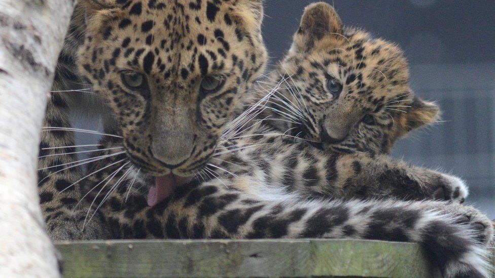 Freya, the mum of the two Amur cubs