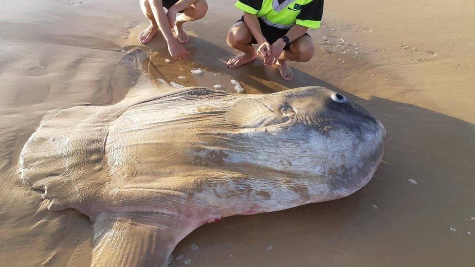 Fisherman crouch down behind a massive sunfish found on a beach in South Australia