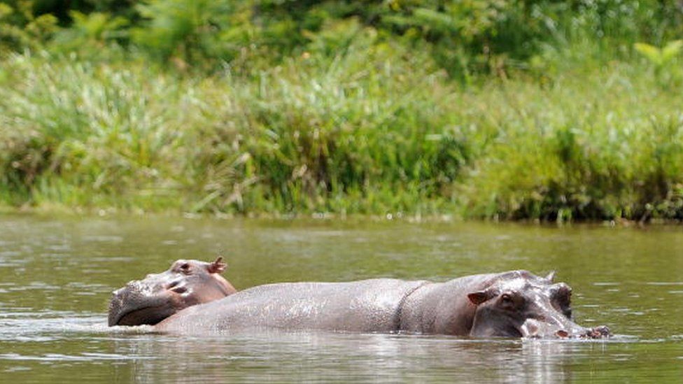 Hippos at the Escobar ranch, Hacienda Napoles. 2011