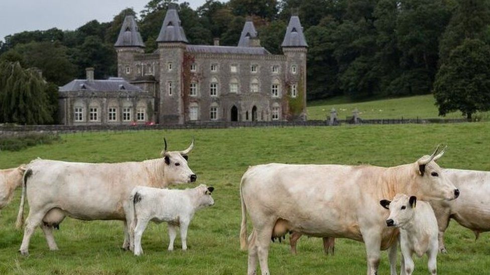 The White Park Cattle