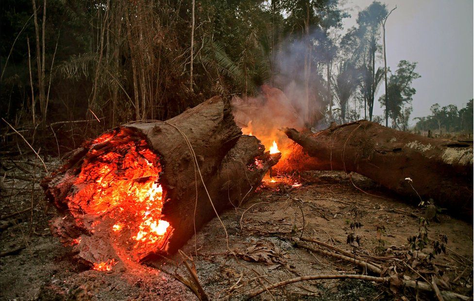 Амазоны ойн түймэр