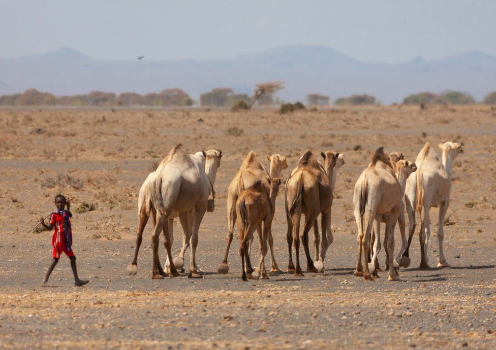 Camels in the desert with a young herder, Chalbi Desert, Marsabit, Kenya.