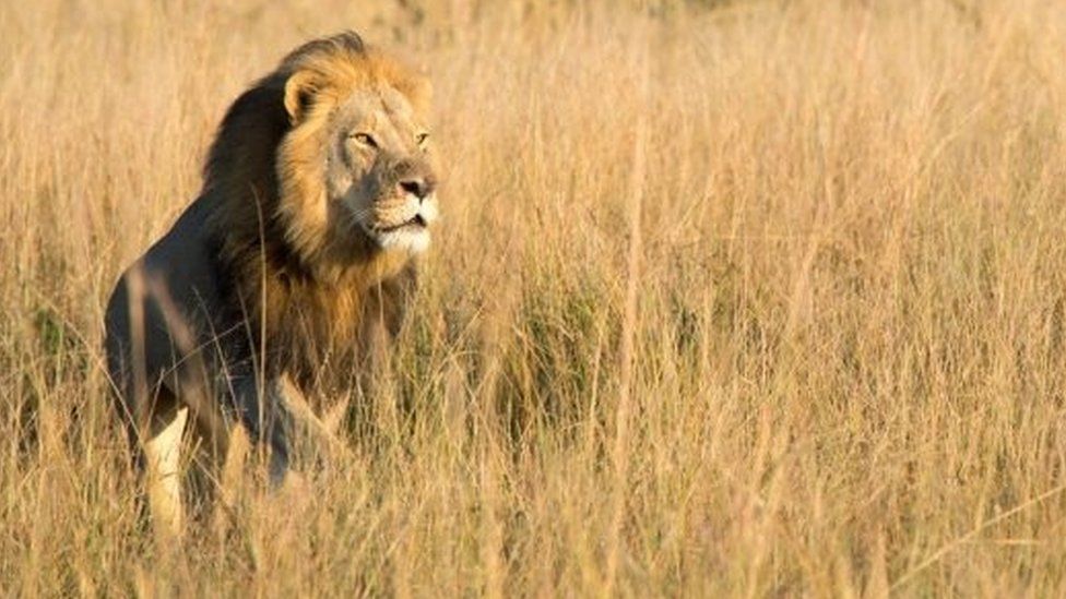 Six-year-old Xanda lion