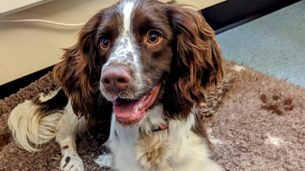 Missing Stansted Border Force sniffer dog tracked down - BBC News