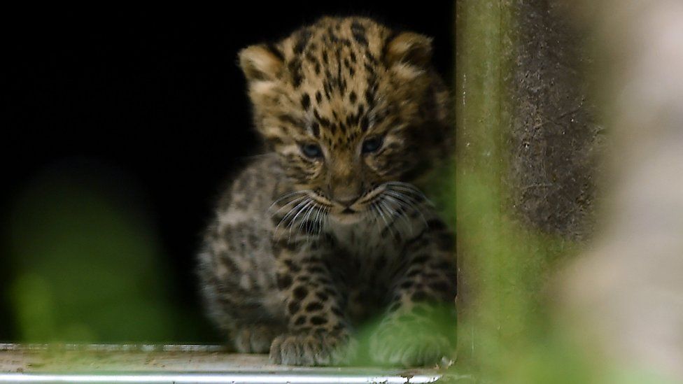 An Amur leopard cub at Twycross Zoo