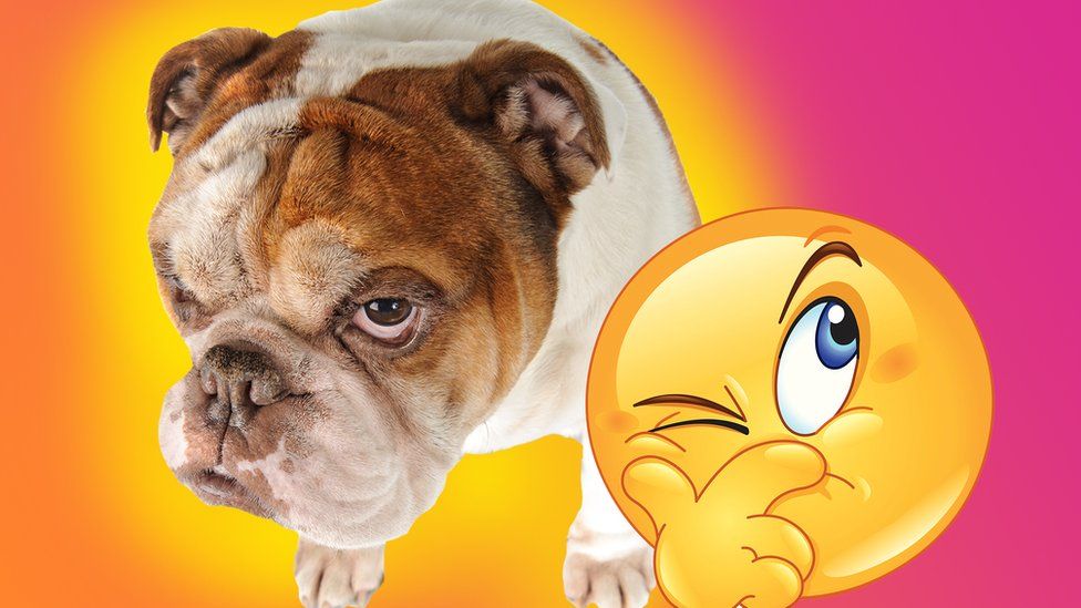 dogs-might-be-able-to-see-with-noses-says-study-bbc-newsround