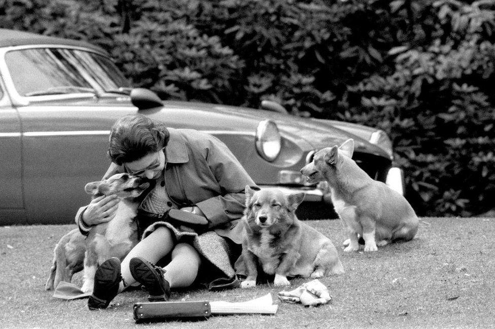 The Queen, sitting on a grassy bank with the corgis, at Virginia Water to watch competitors, including Prince Philip in the Marathon of the European Driving Championship, part of the Royal Windsor Horse Show, 1973