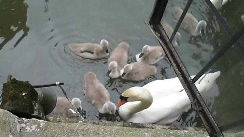 Wells' Palace bell-ringing swans given 'appropriate' names - BBC News