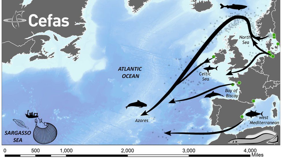 Eel migration routes to the Sargasso Sea