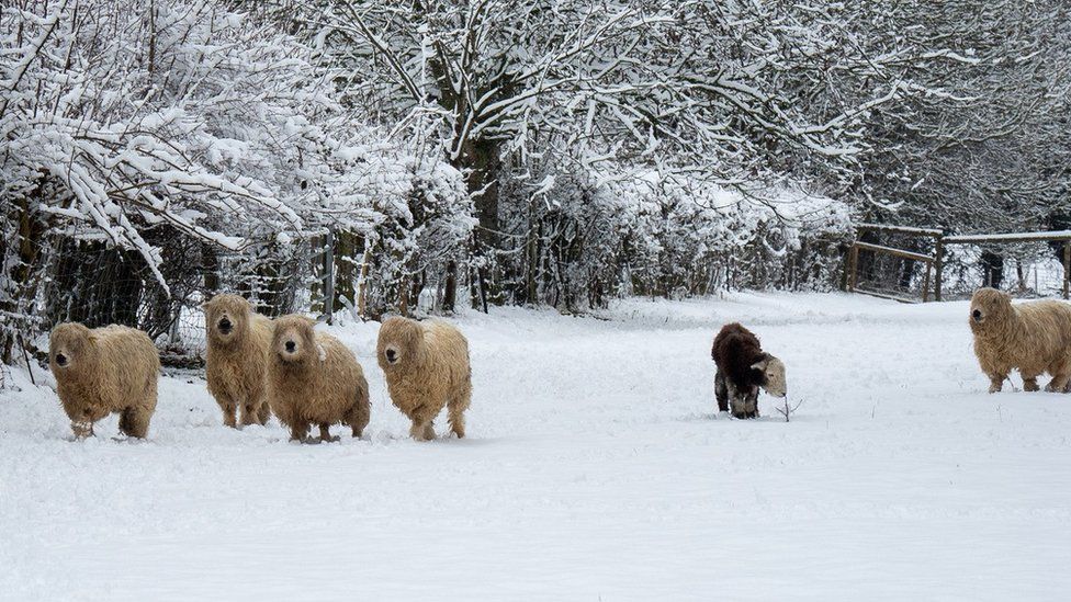 In pictures Snowy scenes from around the south BBC News