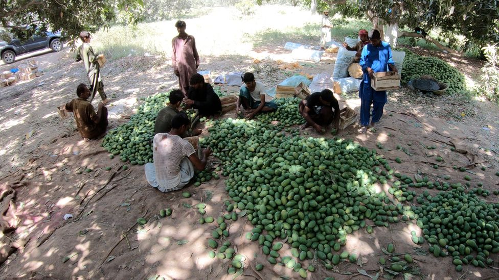 mangos in Pakistan